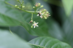 Cipadessa baccifera